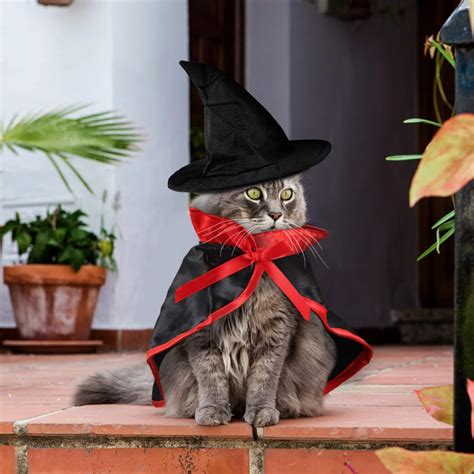 Magic infused enchanted kitty witch attire